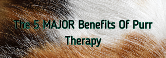 The 5 MAJOR Benefits Of Purr Therapy!