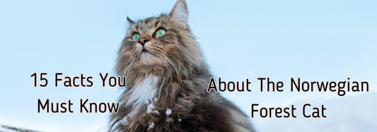 15 Facts You Must Know About The Norwegian Forest Cat