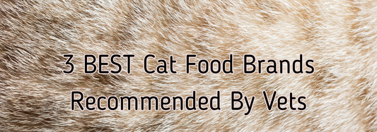 3 BEST Cat Food Brands Recommended By Vets