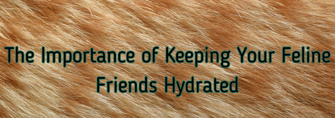 The Importance of Keeping Your Feline Friends Hydrated