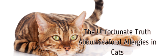 The Unfortunate Truth About Seafood Allergies in Cats: Navigating the Wavy Waters of Feline Nutrition