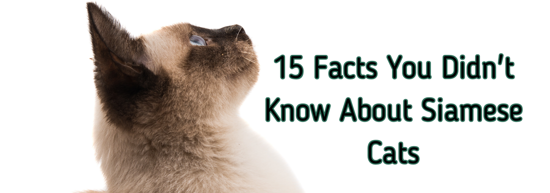 15 facts you didn't know about Siamese cats