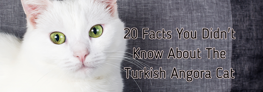 20 Facts You Didn't Know About The Turkish Angora Cat Breed