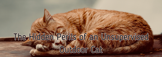 The Hidden Perils of an Unsupervised Outdoor Cat: Why Your Feline Companion's Safety is in Your Hands