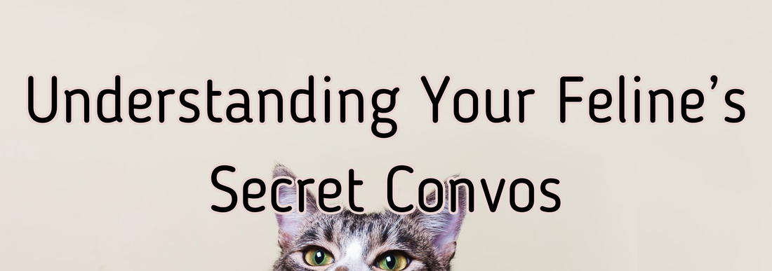 Decoding the Mystical Language of Cat Meows: Understanding Your Feline's Secret Conversations