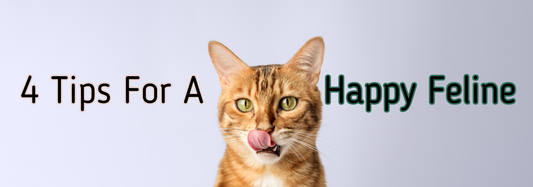 Four Tips For A Happy Feline