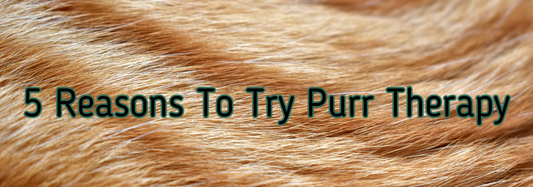 5 Reasons To Try Purr Therapy