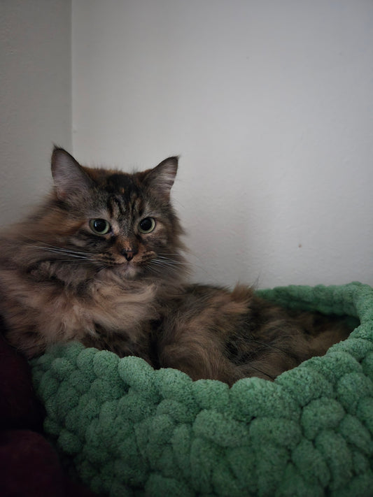 Plush Cat Bed
