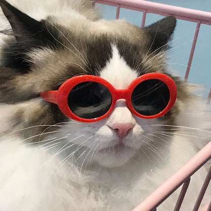 Diva Cat Glasses