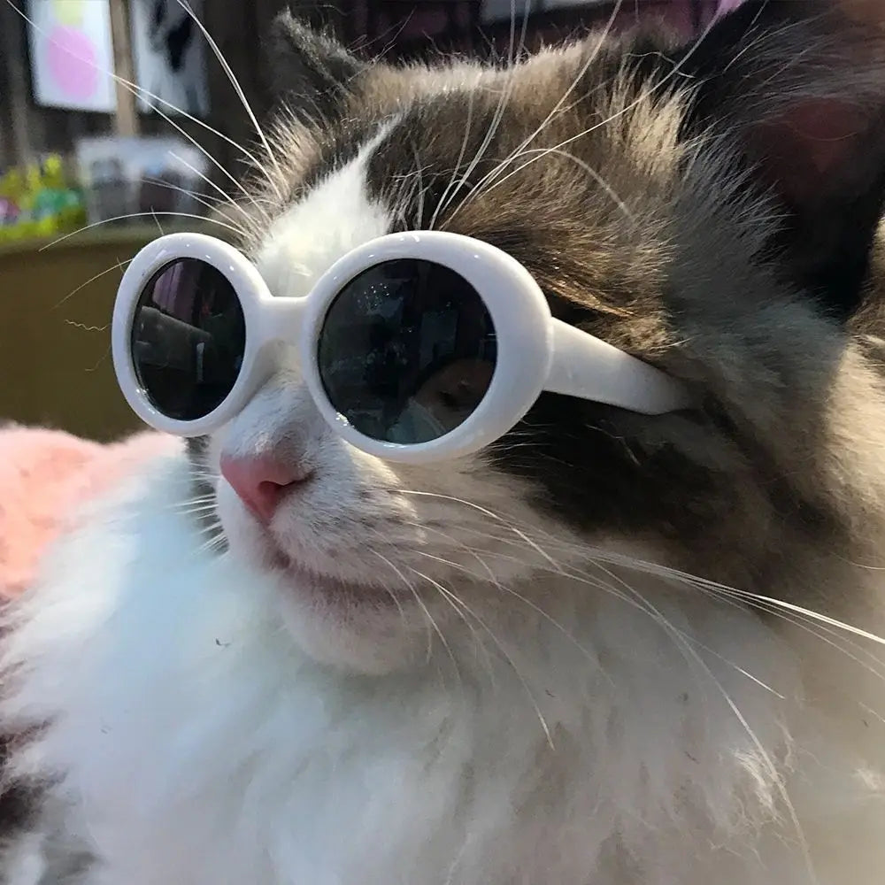 Diva Cat Glasses