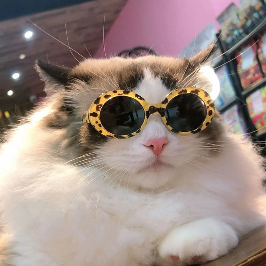 Diva Cat Glasses