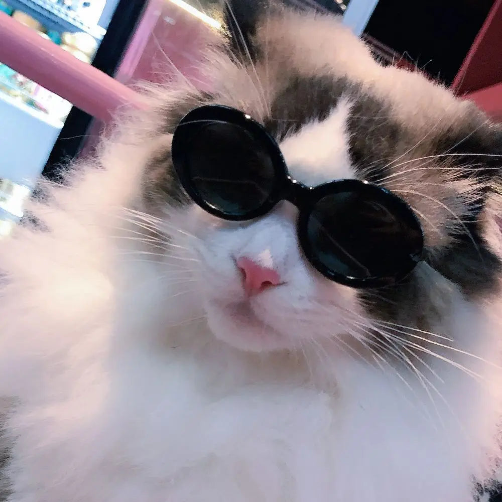 Diva Cat Glasses