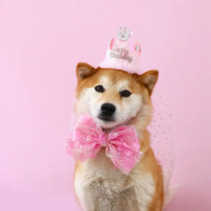 Pet Weddings & Formal Attire