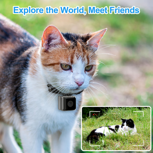 Cat Camera Collar- No Wifi Needed!