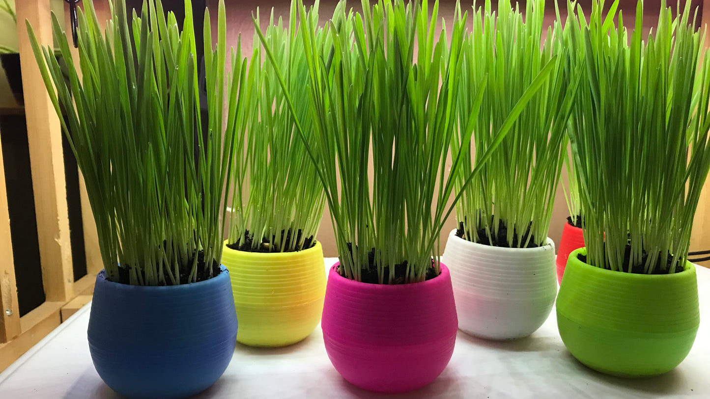 Healthy Cat Grass