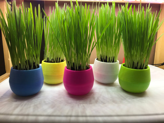 Healthy Cat Grass